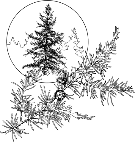 Tamarack Or Hackmatack Or American Larch Coloring Page